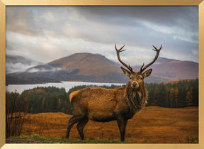 Scottish Stag Poster