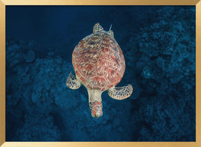 Green turtle on blue water Poster