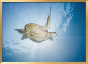 Sea Turtle - Green turtle Poster