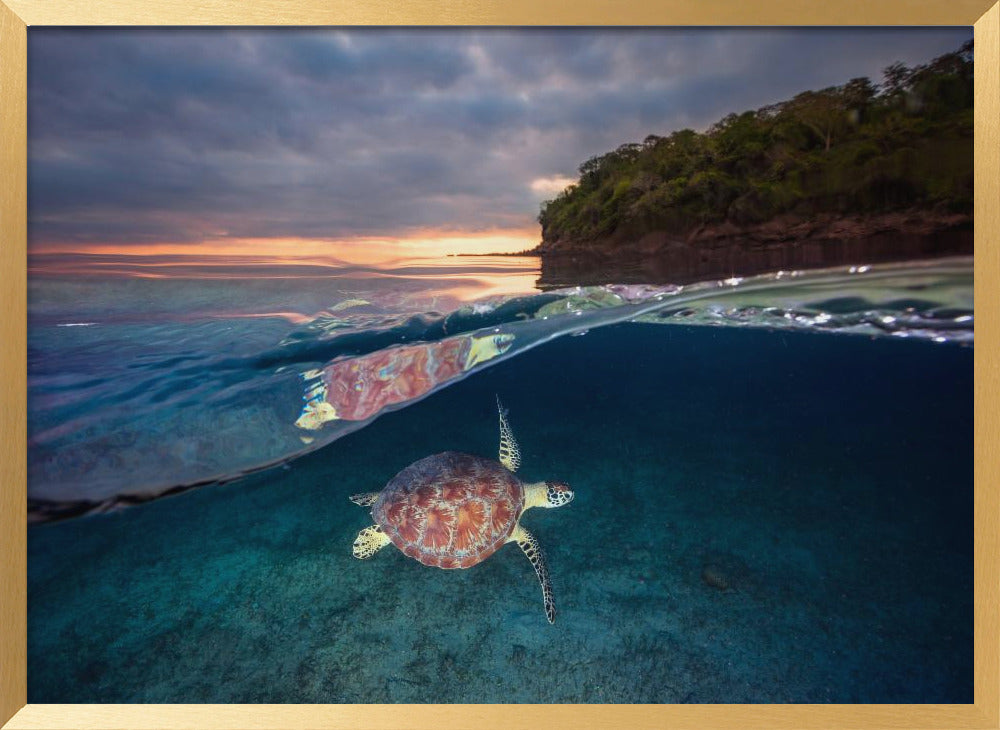 Green turtle with sunset Poster