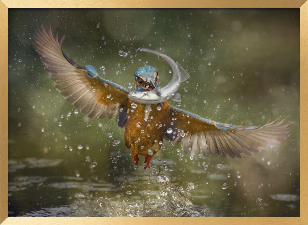 kingfisher Poster