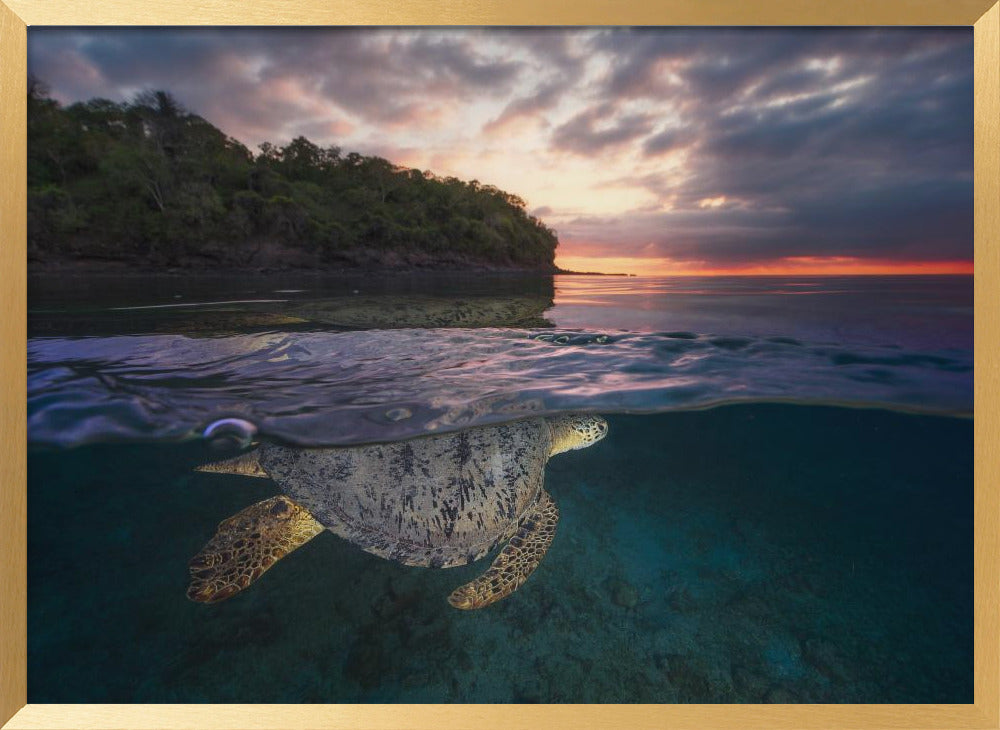 Over the surface - Sea Turtle Poster