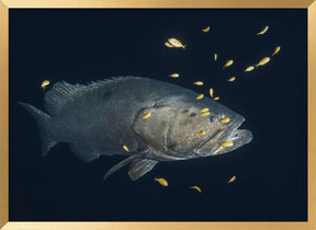 Giant grouper Poster