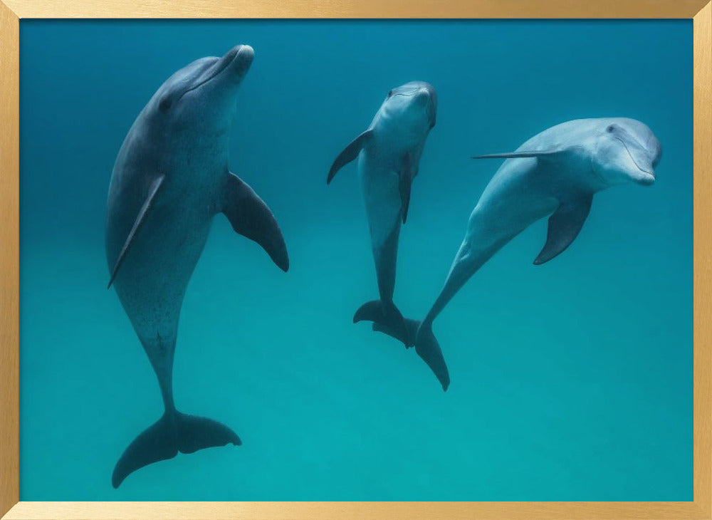 Bottlenose dolphins Poster