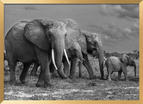 Elephants family Poster