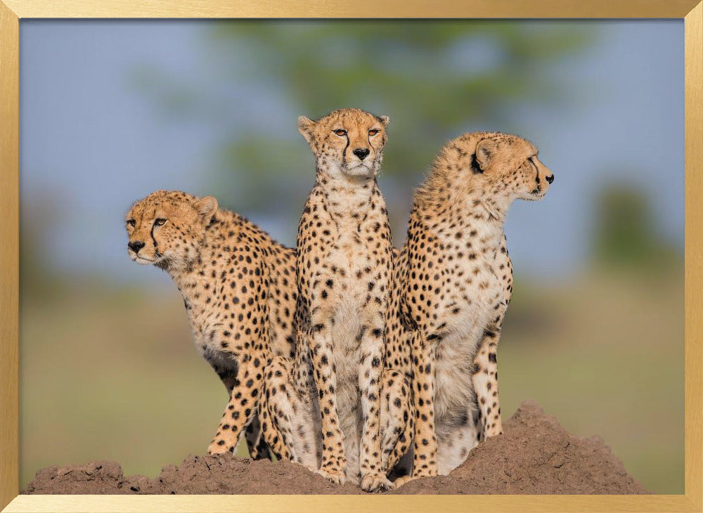 Cheetah Malaika and Her Two Boys Poster