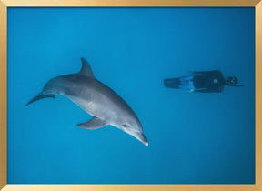 Dolphin and freediver Poster