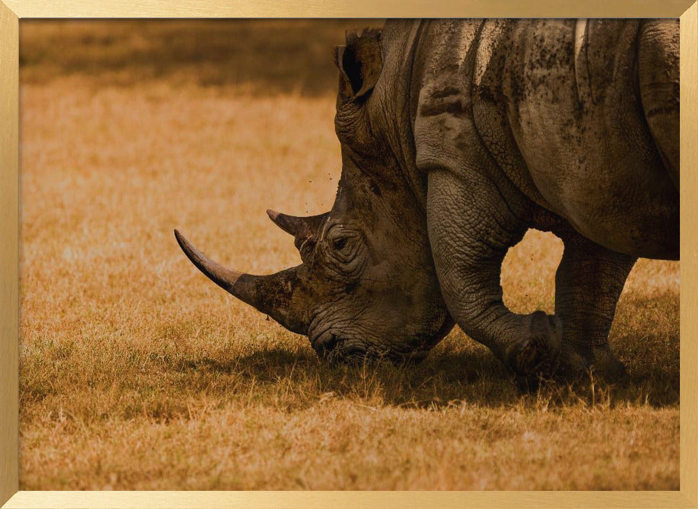 White rhino Poster