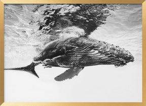 Humpback whale calf Poster