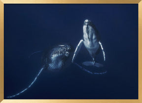 Humpback whale mother and calf Poster