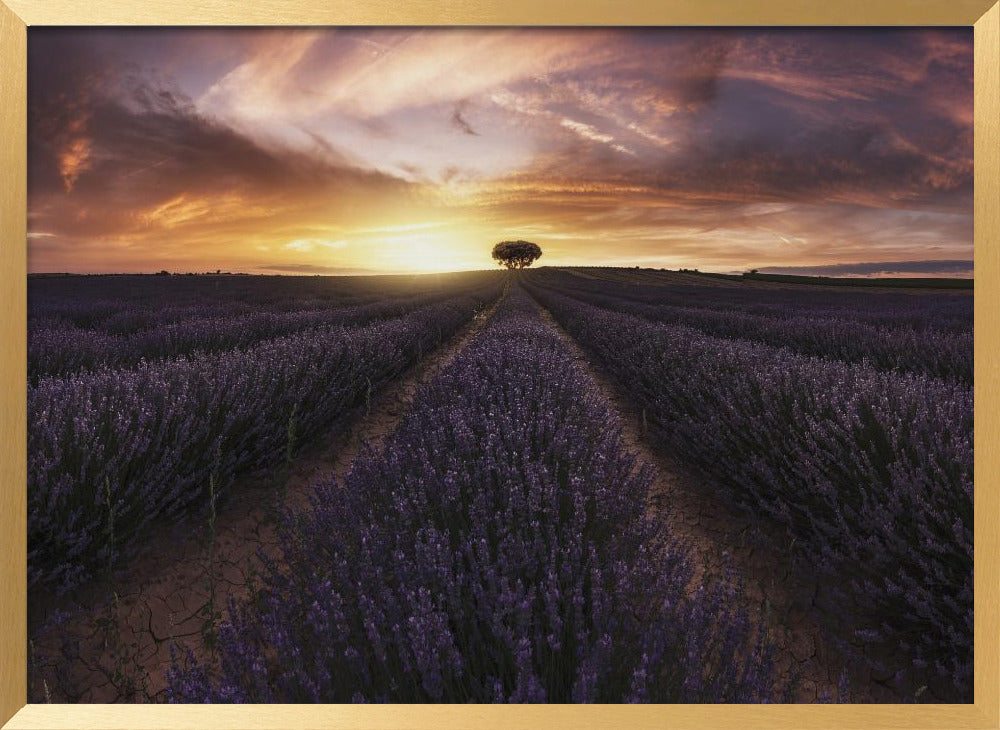 Lavender sunset Poster