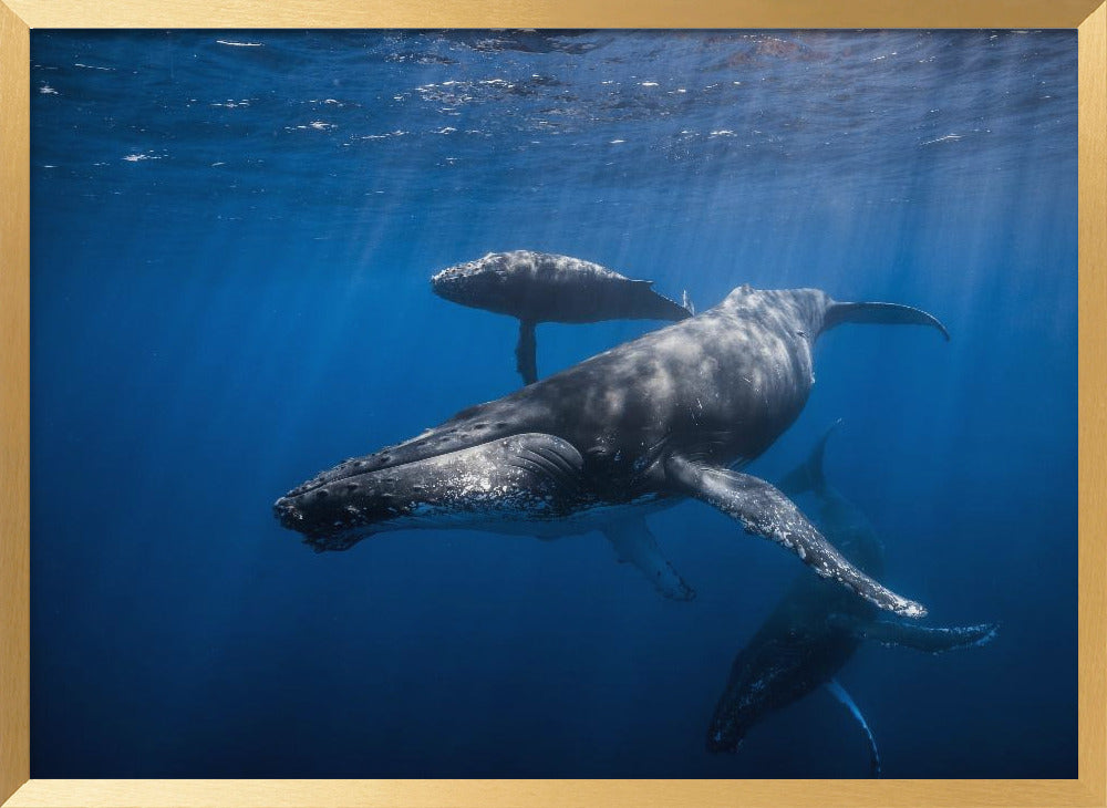 Humpback whale family Poster