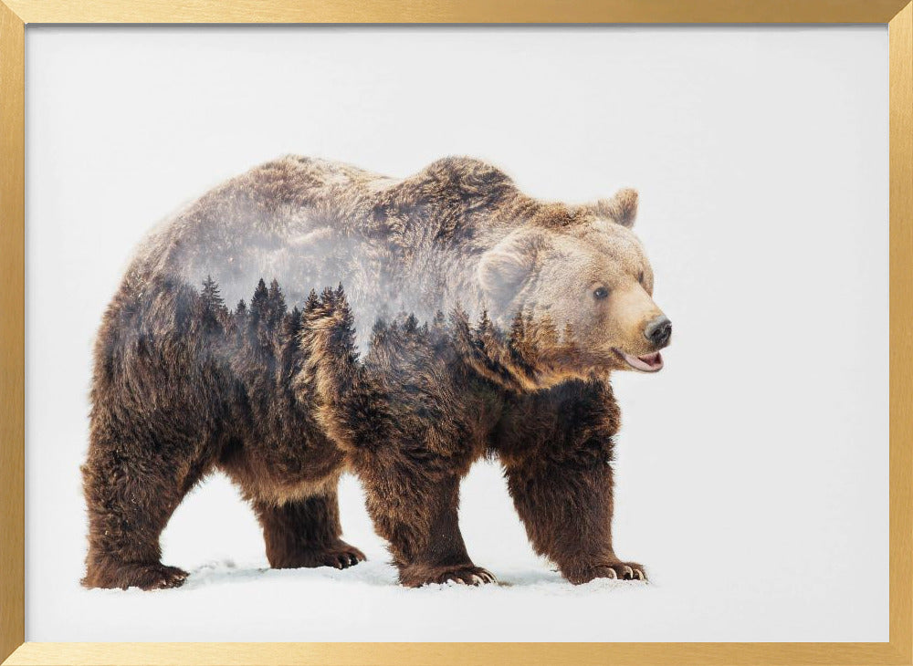 Bear Poster