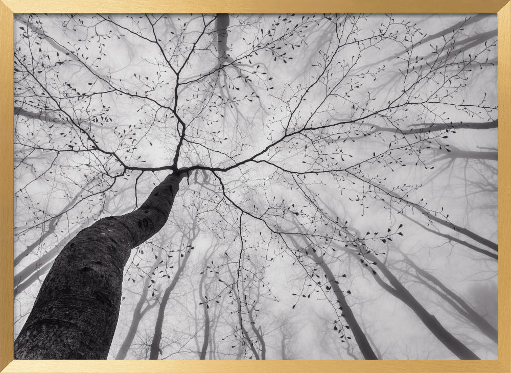 A view of the tree crown Poster