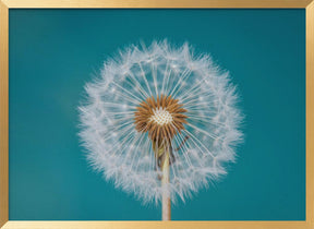 Dandelion Poster