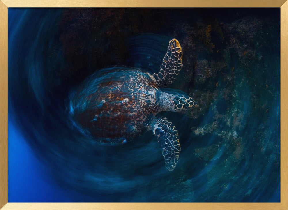 Hawksbill  sea turtle Poster