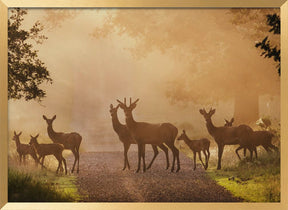 Deer on path Poster