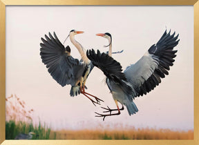 Heron Fighting Poster