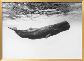 Sperm whale Poster