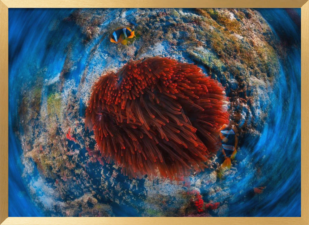 Red anemonfish Poster