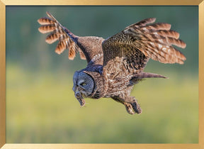 Great Grey Owl Poster