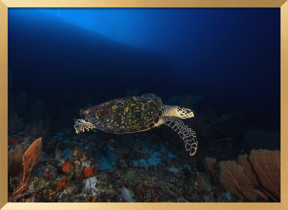 Hawksbill Turtle Poster