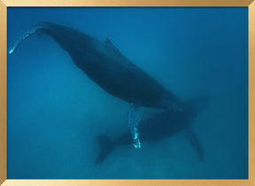 Humpback whales Poster