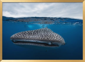 Whale Shark in split level Poster