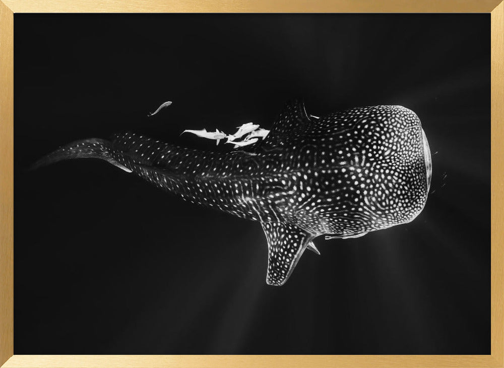 Black and Whale Shark Poster