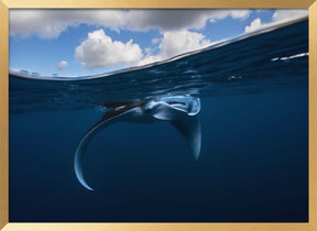 Little Manta ray Poster