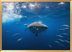 Whale shark escorted by a school of bonito Poster