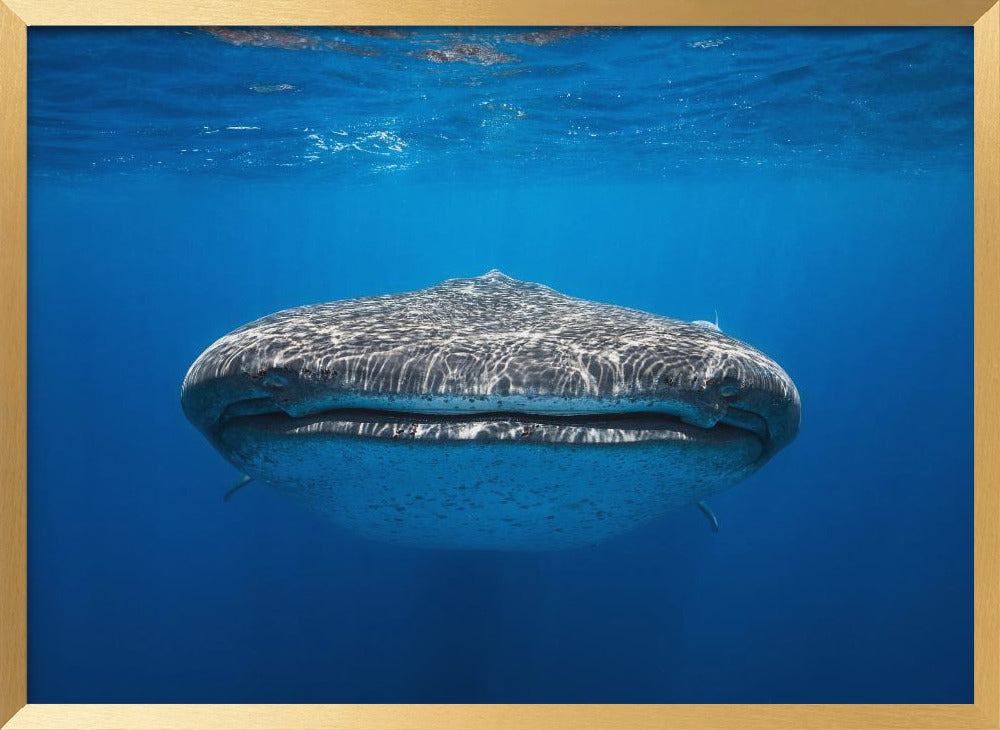 Face to Face with a whale shark Poster