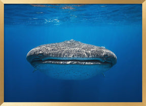 Face to Face with a whale shark Poster