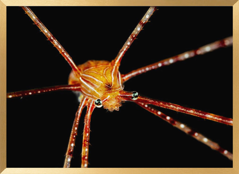 Spider squat lobster Poster