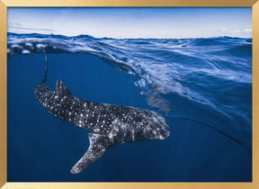 Whale Shark on split level Poster