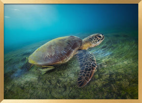 Green turtle Poster