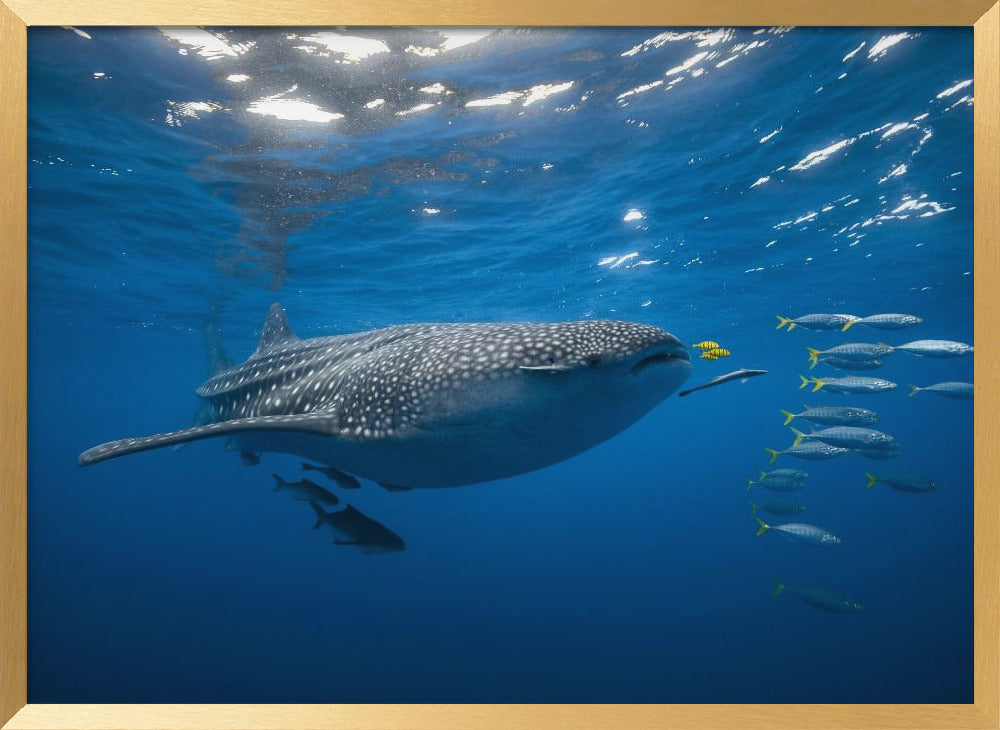 Tuna Shoal and whale shark Poster