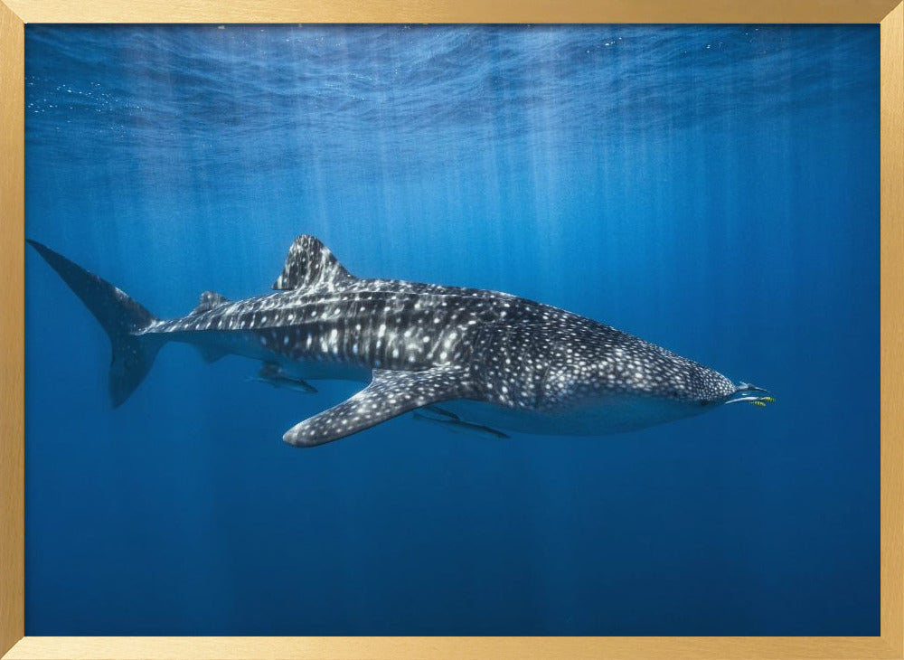 Whale shark in the blue Poster