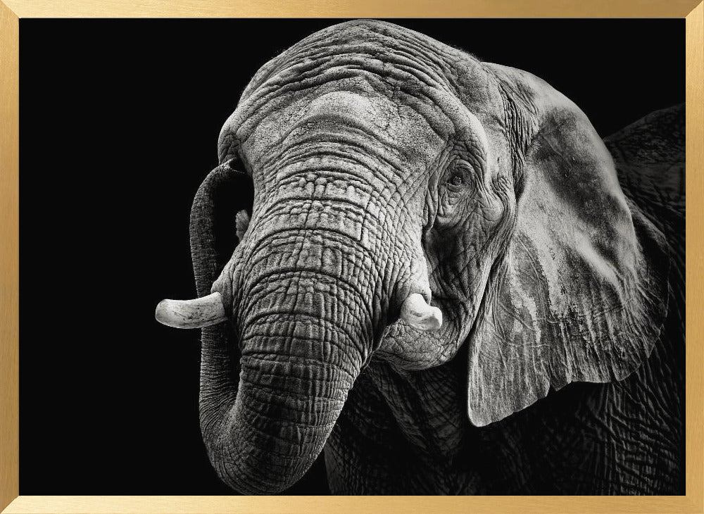 African Elephant Poster