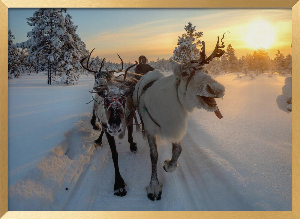 The morning drive to the herd Poster