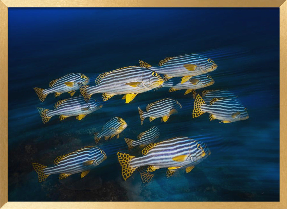 Oriental sweetlips Poster