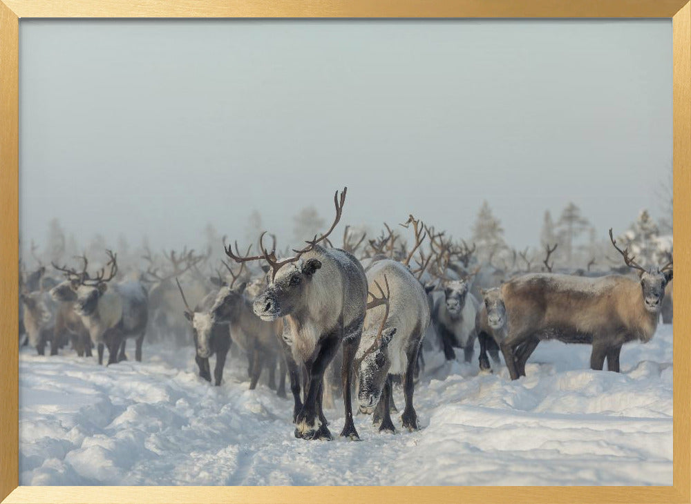 Reindeers Poster