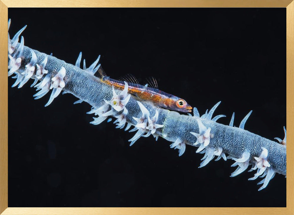 Whip coral  and its goby of the mesophotic zone Poster