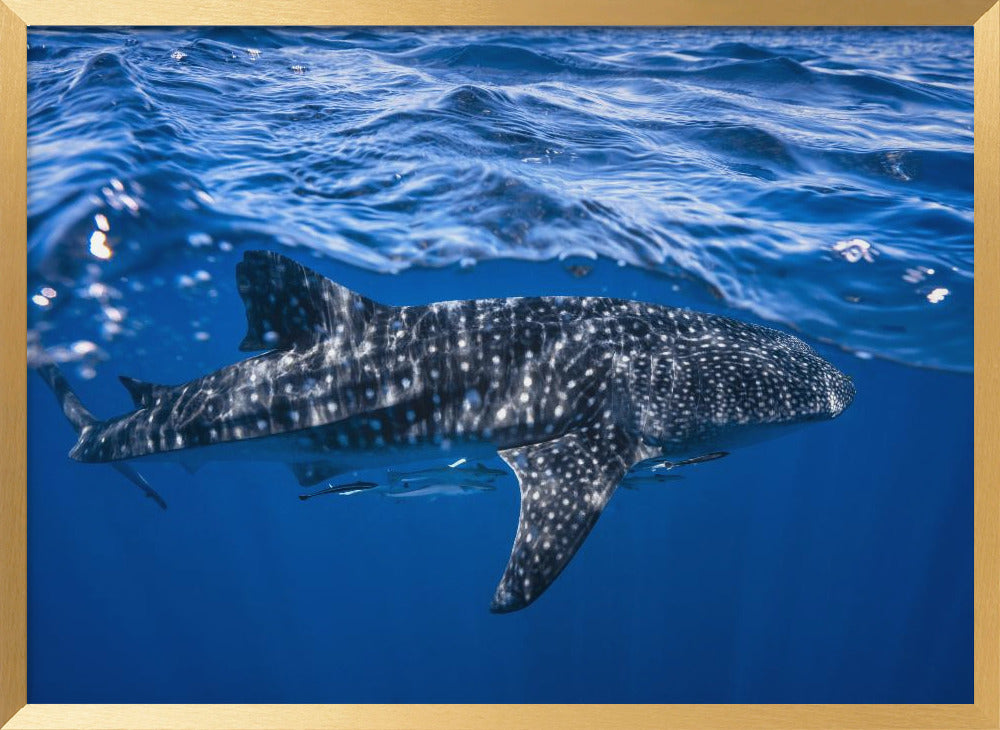 Whale shark : The biggest fish of the world Poster