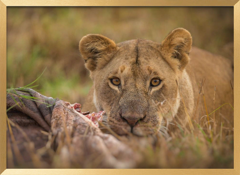 MARA LIONESS Poster