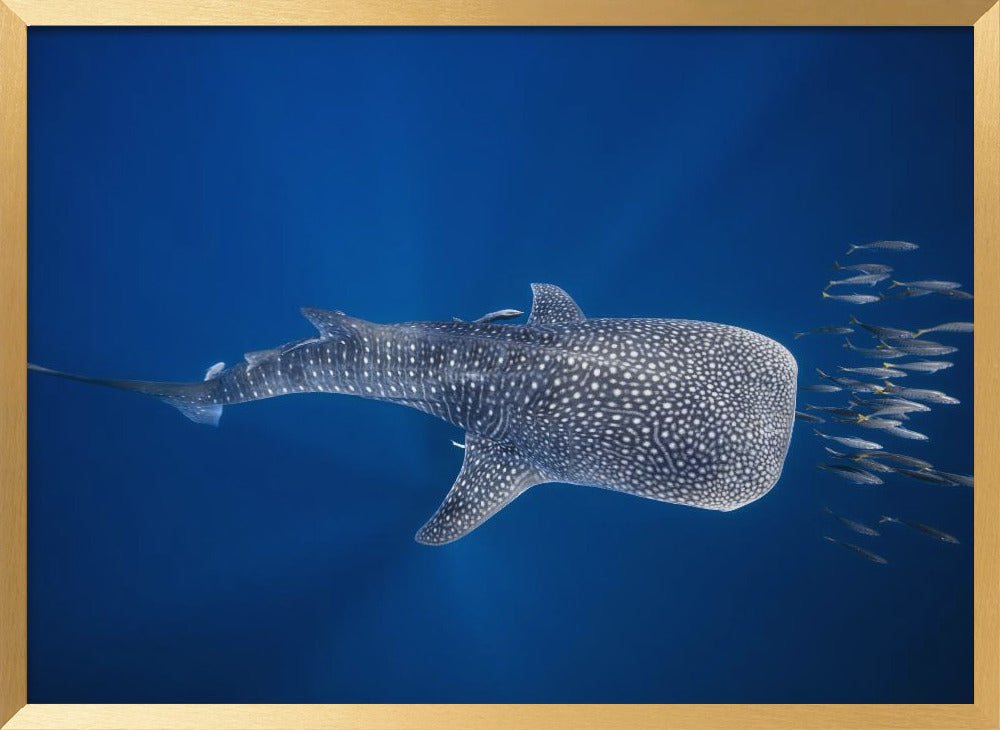 Whale shark and Tuna shoal Poster