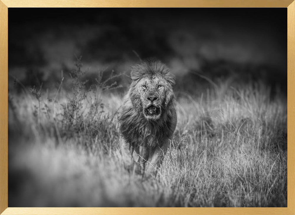 SERIOUS CONTENDER Poster