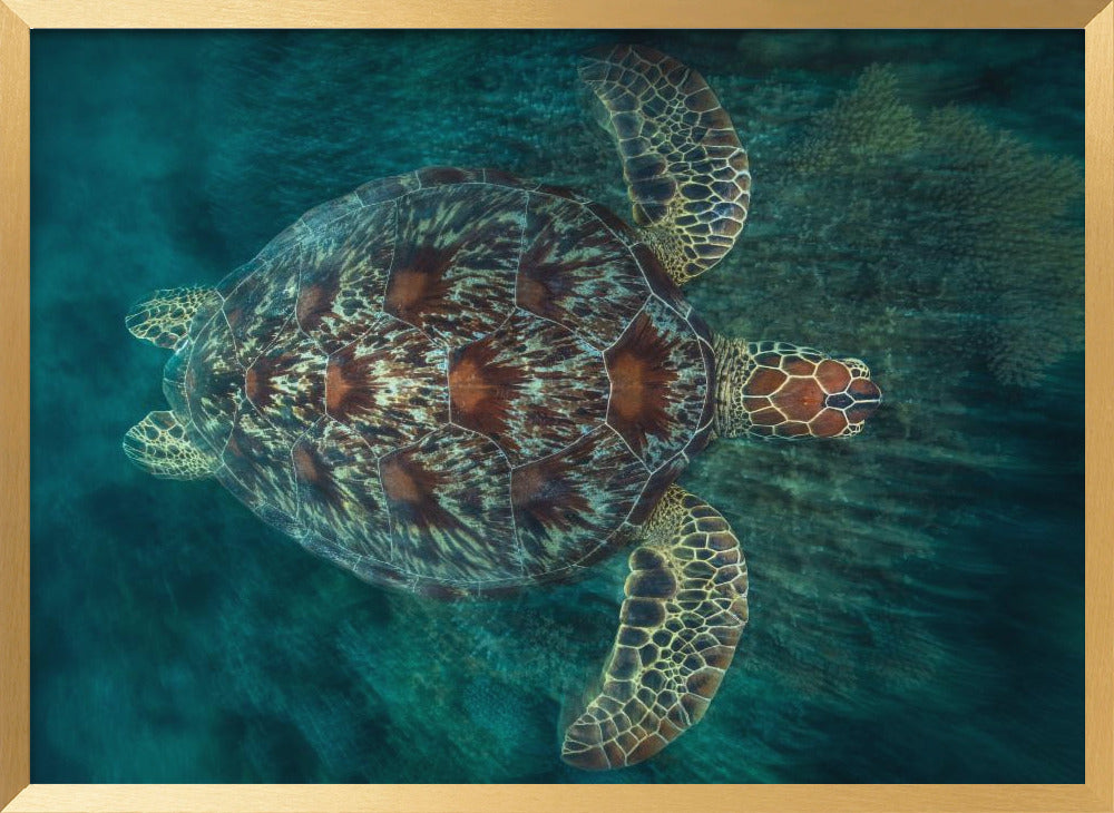 Green Turtle Poster