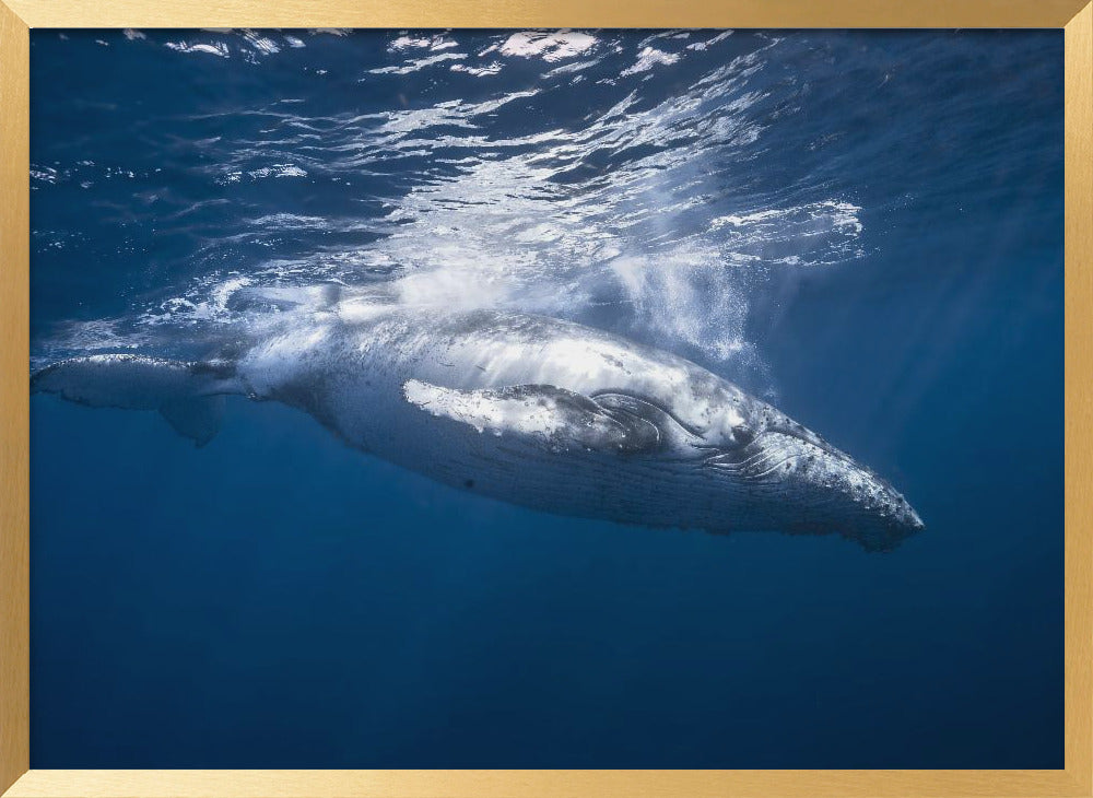 Humpback whale of Réunion Island Poster