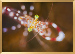 Close up : Anton Bruun cleaner shrimp Poster